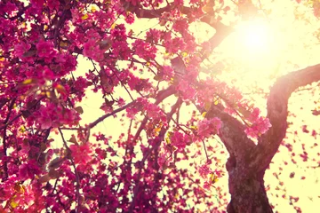 Photo sur Plexiglas Printemps Fond de nature de printemps. Arbre en fleurs sur ciel ensoleillé