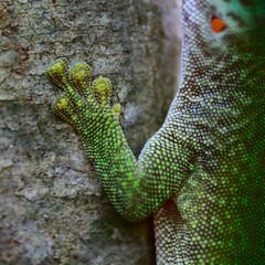 Green Gekko