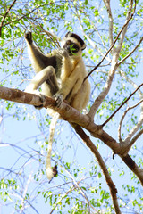 Madagascar