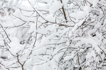 Brach of the tree covered in deep snow