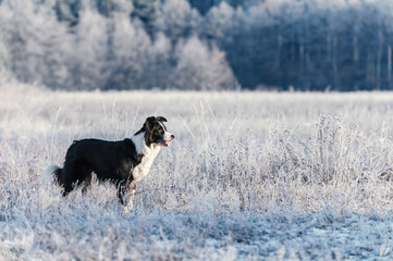 Border Collie stands on frost
