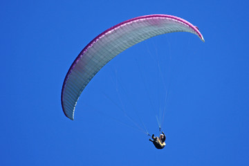 paraglider