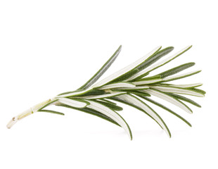 rosemary herb spice leaves isolated on white background cutout