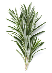 rosemary herb spice leaves isolated on white background cutout