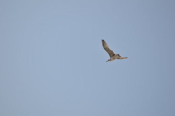 vuelo libre