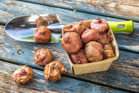 Gladiola Bulbs