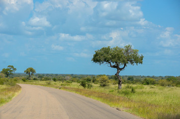 African road in savanna, South Africa, Kruger national park