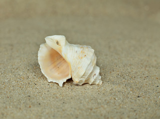 Shell