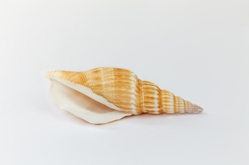 Shell