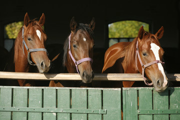 Nice thoroughbred foals looking over the stable door