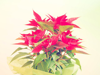 Poinsettia Christmas star