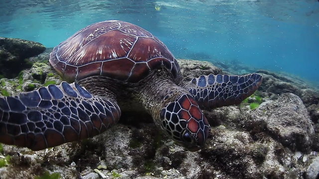 Sea turtle eating grass from bottom