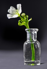 flower and bottle