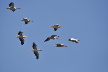 Pelicans