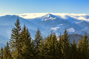 Fototapeta na wymiar Forest, mountains, sky and fog of Carpathians