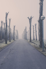 Street surrounded by trees on a cold foggy morning