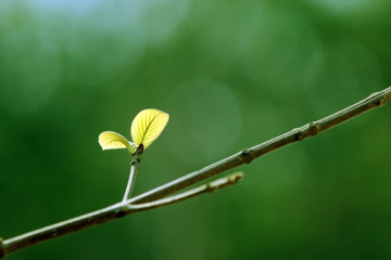 close up macro green leaf and plant