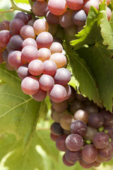 Fresh grapes