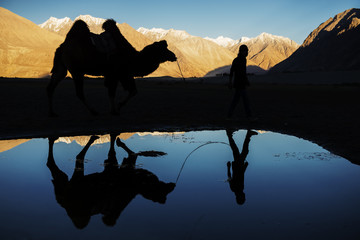silhouette camel reflection and snow mountain range - 75819593