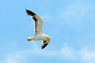 Obraz premium Flying bird