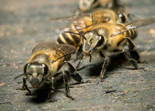 Macro shot of bees swarming on wood.