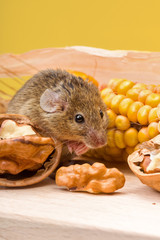 House mouse (Mus musculus) with walnut and corn