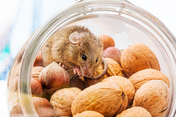 House mouse (Mus musculus) in walnut and corn