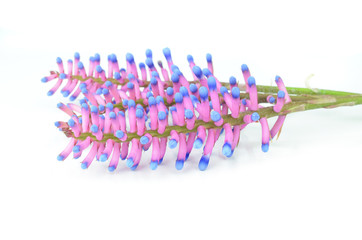 flower Bromeliad isolated on white background.