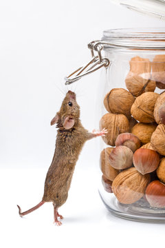 House mouse near walnut and corn jar