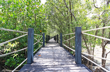 Wooden bridge lead to mangrove forest