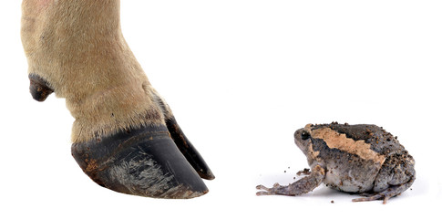 cow hooves and Frog on White