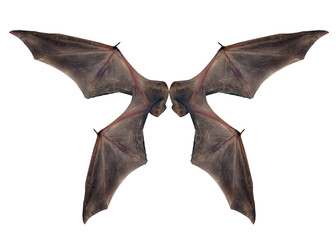 bat wings  isolated on white.