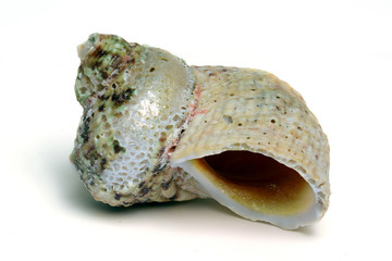 Seashell isolated on white background