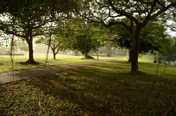 Тропа в лесу