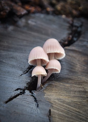 Fototapeta premium mushrooms in a crack of wood