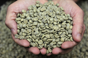 Green coffee beans in farmer’s hand
