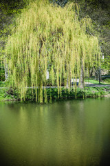 Fototapeta na wymiar Weeping willow on the other side of the lake