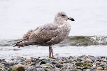 Sea bird on the ocean shore