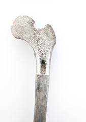 Human Bone marrow structure, white background