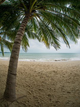 Coconut tree on the beach in Koh Samui