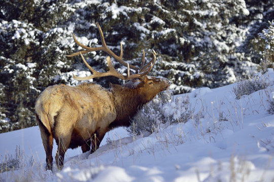 Bull Elk In Snow Fores