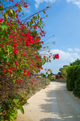 沖縄県　竹富島の風景