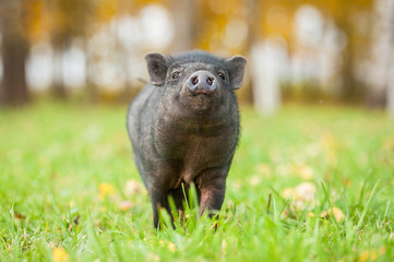Funny mini piggy walking on the grass