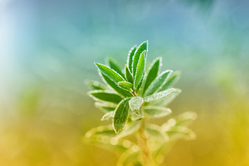 green shoot with dew drops, natural ecological background, selective focus and shallow depth of field