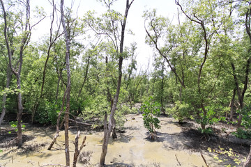 mangrove forest