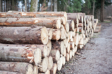 Wooden Logs in Forest