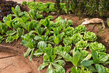 cos vegetable, Green cos hydroponics vegetable farm in nature