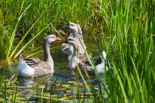 Group of geese in water