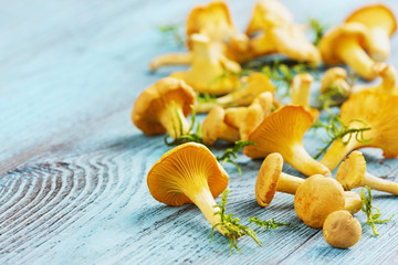 yellow chanterelle (cantharellus cibarius)