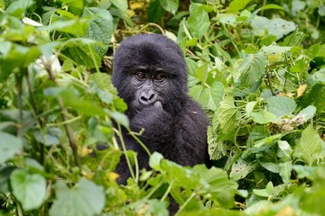 Gorilla